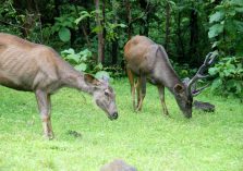 Satmalia Deer Sanctuary grass view;?>