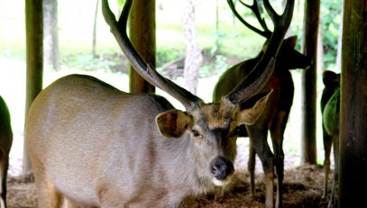 Satmalia Deer Sanctuary sitting