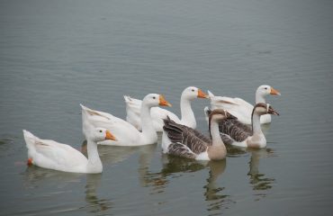 Vanganga Lake Garden duck