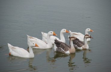 Vanganga Lake Garden duck
