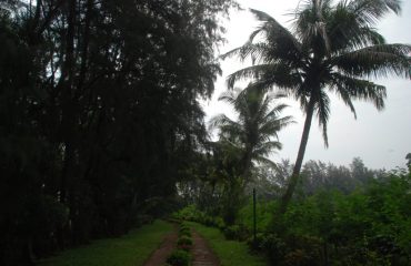 Vanganga Lake Garden tree view