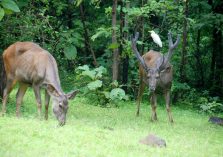Satmalia Deer Sanctuary view forest;?>