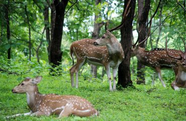 सतमालिया हिरण अभयारण्य वन दृश्य
