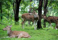 Satmalia Deer Sanctuary forest view;?>