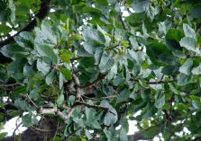 वसोना लायन सफारी का पेड़ का दृश्य