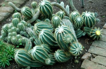 Vasona Lion Safari cactus