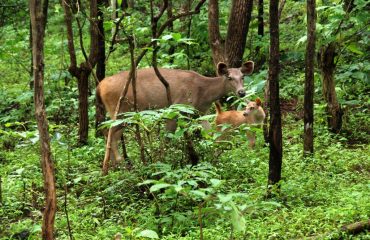 Satmalia Deer Sanctuary dear eating