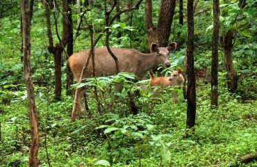 सतमालिया हिरण अभयारण्य प्रिय भोजन
