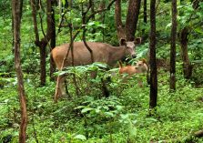 Satmalia Deer Sanctuary dear eating;?>