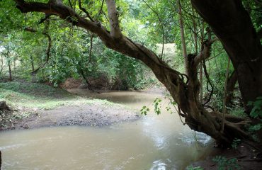 Vasona Lion Safari tree