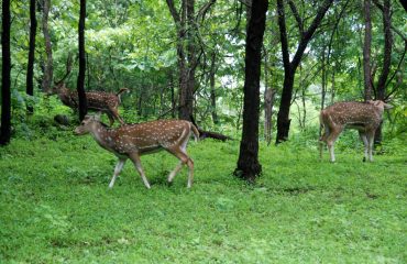 Satmalia Deer Sanctuary dear in forest