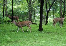 Satmalia Deer Sanctuary dear in forest;?>