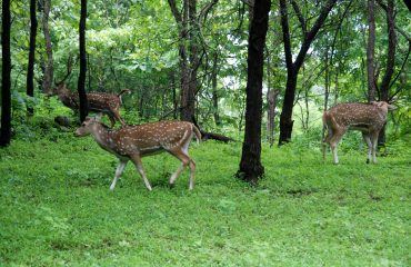 જંગલમાં સાતમિયા હરણ અભયારણ્ય પ્રિય છે