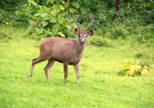 Satmalia Deer Sanctuary viwing