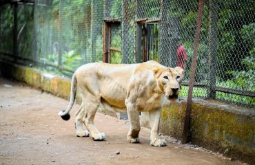 Vasona Lion Safari lion