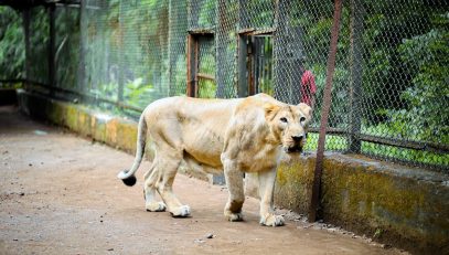 Vasona Lion Safari lion