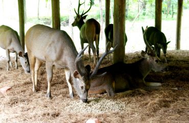 Satmalia Deer Sanctuary vew eating