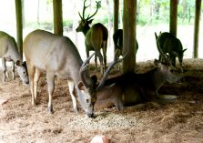 Satmalia Deer Sanctuary vew eating;?>