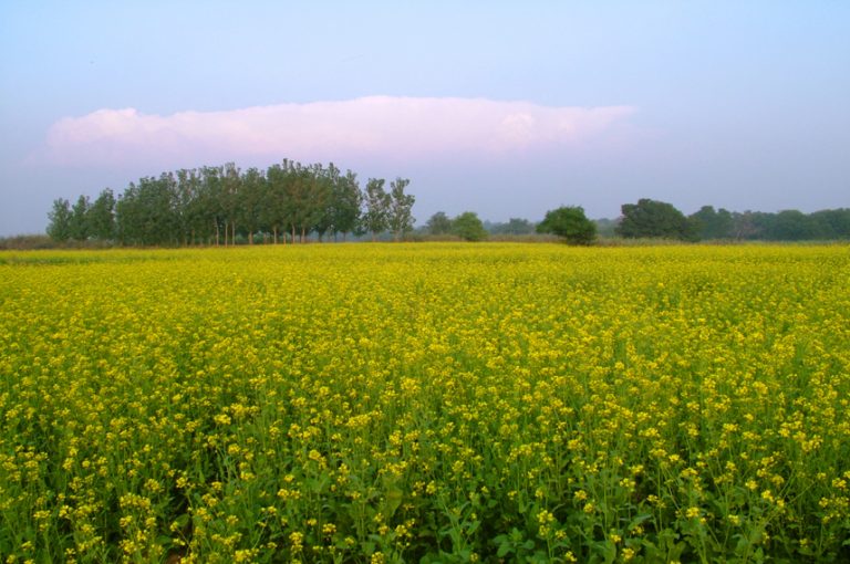 agriculture