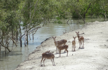 sunderban