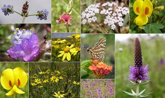 Flowers in Kans Talav