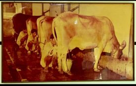 दुग्ध क्रांती