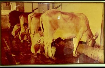 दुग्ध क्रांती
