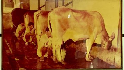 दुग्ध क्रांती