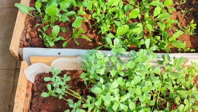 World Environment Day celebrations at NIC Hyderabad