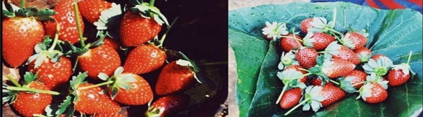 Koraput- Strawberries of Kotiya