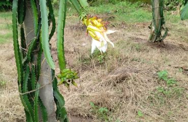 Dragon fruit cultivation