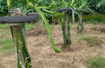 Dragon fruit cultivation