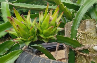 Dragon fruit cultivation