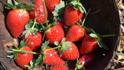 Strawberries of Kotiya