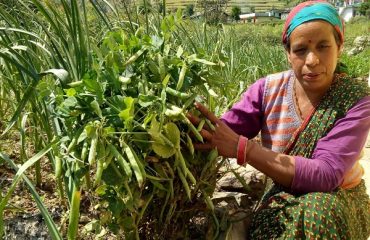 Empowering Women Farmers Through Sustainable Pea Cultivation