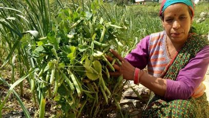 Empowering Women Farmers Through Sustainable Pea Cultivation