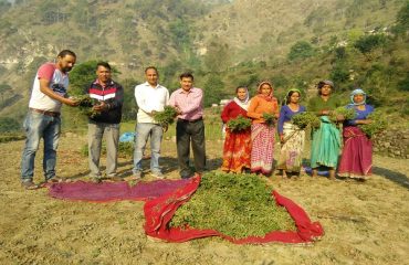 Collective Harvest of Chickpeas