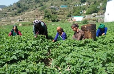 Women Farmers Working Together in the Fields