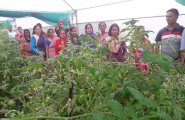 SHG Women Learning Tomato Cultivation Techniques in Greenhouse