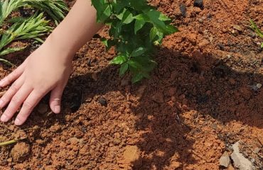 Observation of World Environment Day – Tree Sampling
