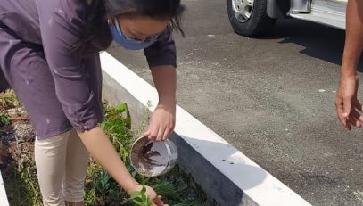 Officer on Special Duty, MSLSA plating tree sampling at ADR Centre, Mawkasinag