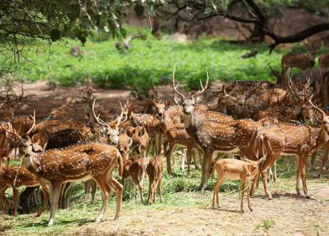 सागरेश्वर वन्यजीव अभयारण्य