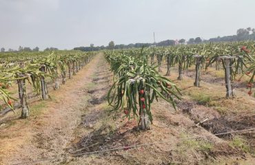 State Horticulture Mission