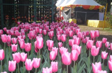 Horticulture activities in state