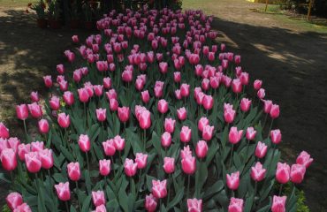 Horticulture activities in state