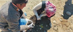 Disease Outbreak Reported in Dogs in Zanskar; Animal Husbandry Department Initiates Preventive Measures.