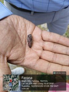 Invasive Buff-Tip Moth Threatens Ladakh’s Fragile Ecosystem, Study Warns.