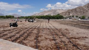 Development of India’s highest commercial Lilium cultivation field begins in Ladakh.