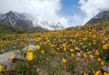 Wild Tulip in Suru;?>