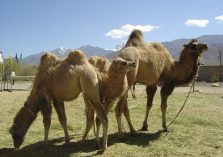 Camel;?>
